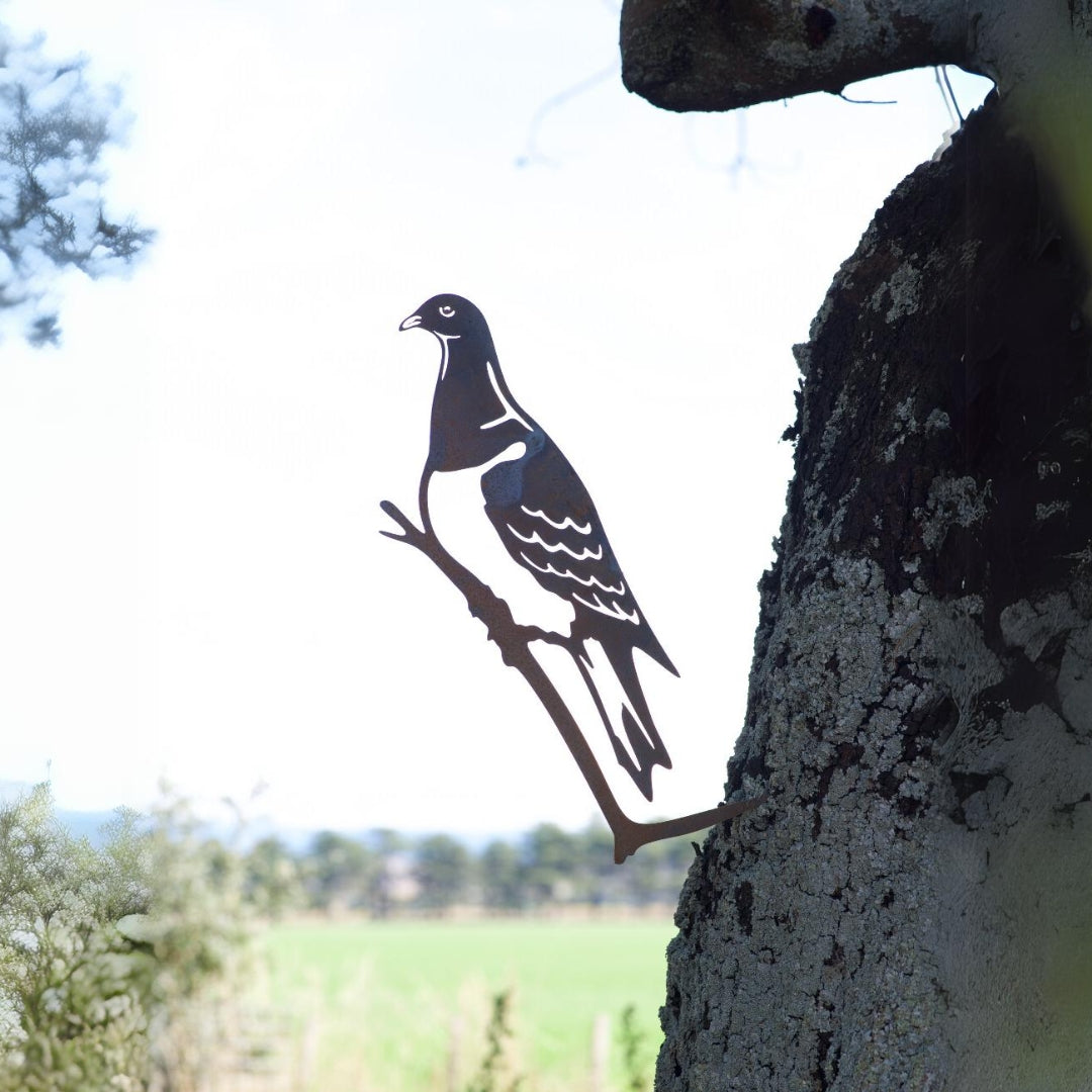 Pigeon